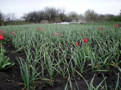 ������ �� ����� ������� ��������� ��� ������� �������: ���� � ����������