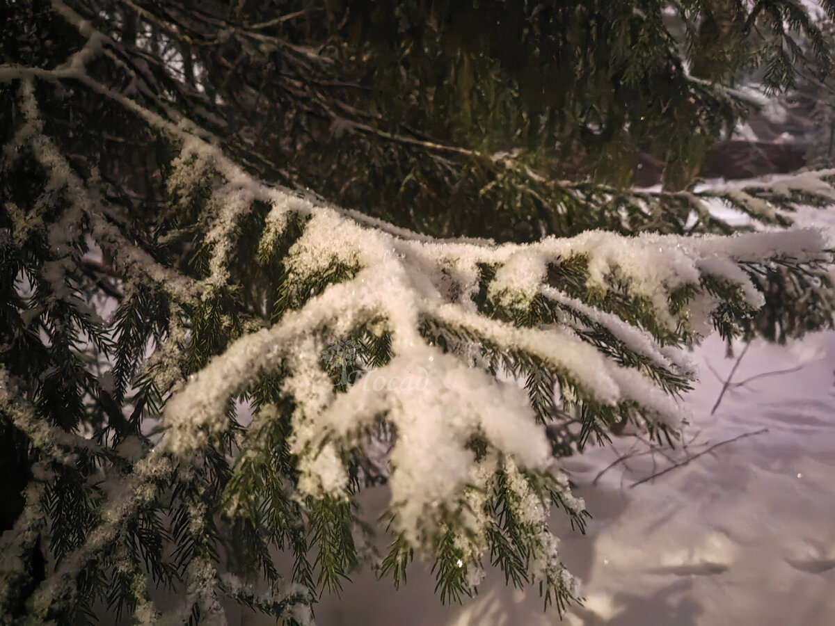 Кот на свободе: приключения Марса в зимнем просторе