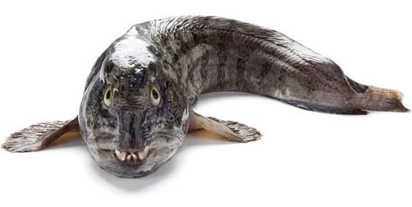 �������: ������� � ��������� ���������� ������� ����