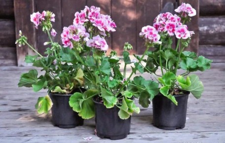 Как вырастить пеларгонию из семян: пошаговое руководство для садоводов