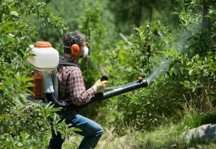 Опрыскивание растений: когда это помогает, а когда вредно?