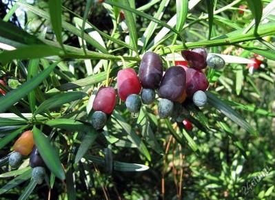 Мармеладные деревья: секреты сладких угощений от природы