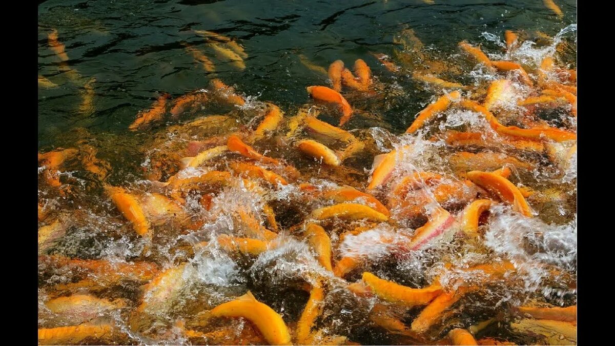 Как запустить современное рыбное хозяйство: проект „Форель“ в Краснодаре