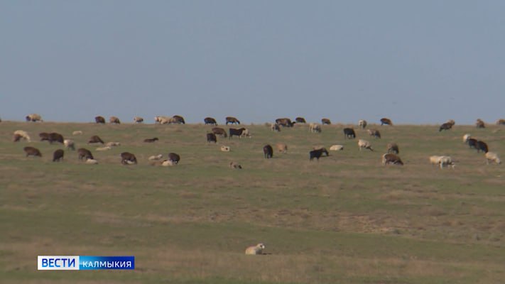 Россельхознадзор потребовал от Казахстана пересмотреть решение о временных ограничениях на ввоз животноводческой продукции из Калмыкии и ещё семи регионов России