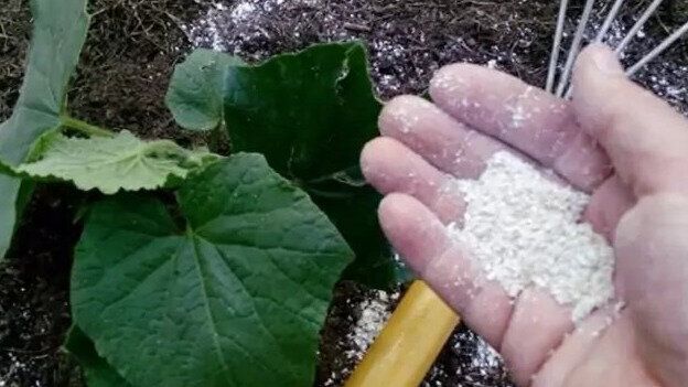 ��������� �������� ��������� ������� � �������: ��� ������� ������ � ������ ���� ������ ������