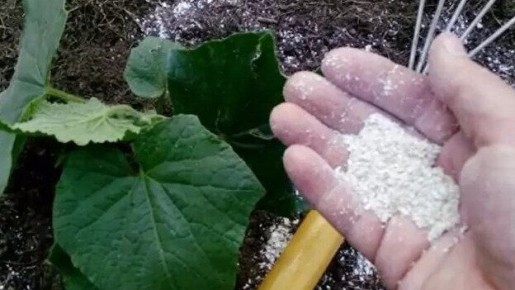 Несколько секретов подкормки томатов и огурцов: как овсяные хлопья и черный хлеб творят чудеса