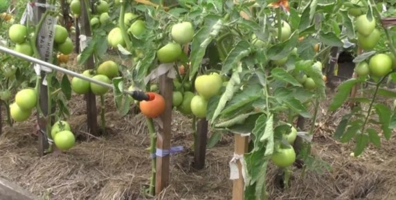 Уход за томатами в августе: как обеспечить щедрый урожай