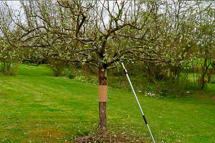 Профессиональные советы по обрезке плодовых деревьев: основные виды и их сроки