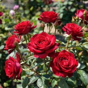 Осень — время для посадки роз: как обеспечить восторг весной