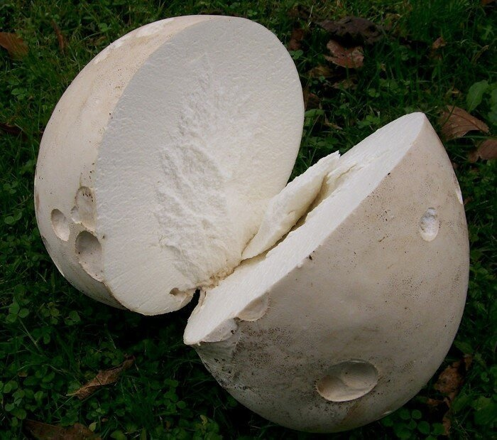 Гигантский гриб, способный прокормить всю семью