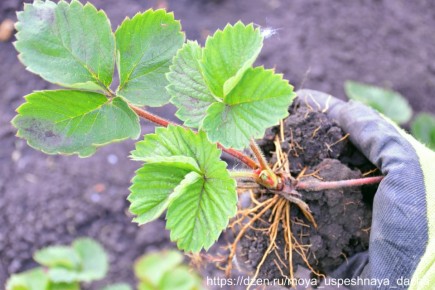 Секреты успешной посадки клубники: что добавить в лунку для отличного урожая