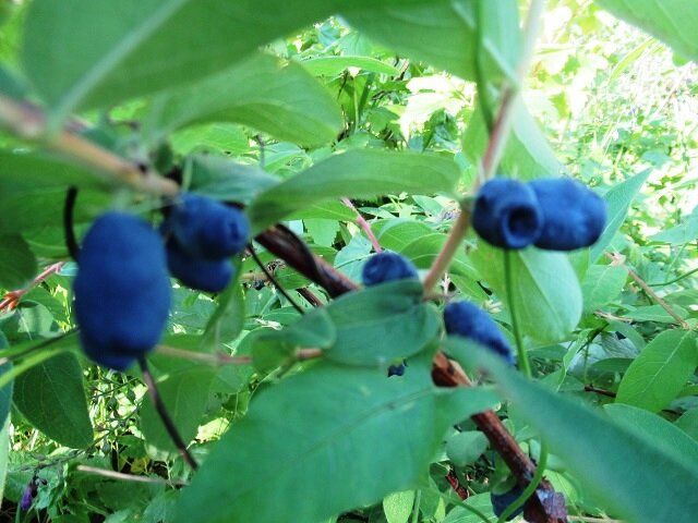 ��� �������� ��������� ������ ���� ���������: ������ ��� ���������