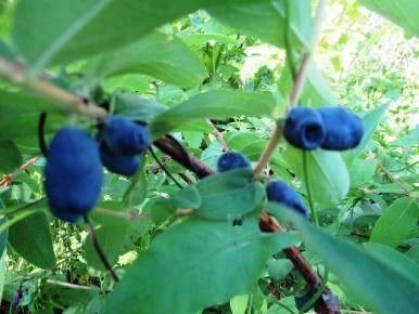 ��� �������� ��������� ������ ���� ���������: ������ ��� ���������