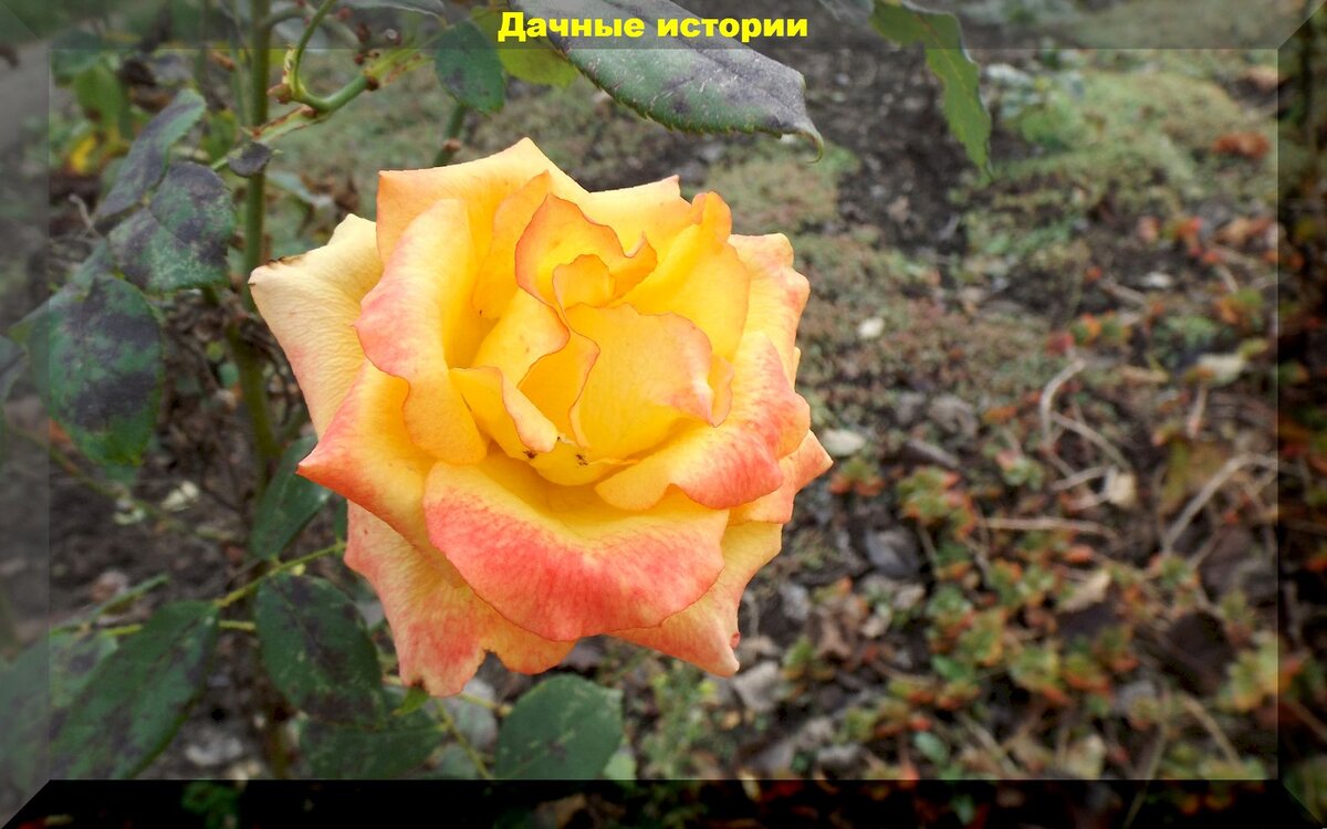 Осенний уход за розами: ключевые моменты для здоровья ваших растений