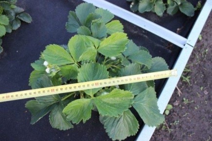 Царица клубники: секреты сорта и советы садоводов