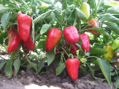 ��� ��������� ������� �����: ������� ������������ �����