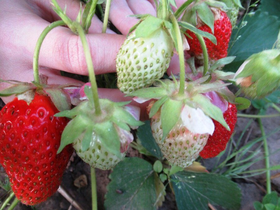 ��� �������� �������� �� �����������: ����������� ������