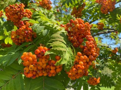 ������ ����� �������� ������� ������ �� ����: ������� ������� � ������