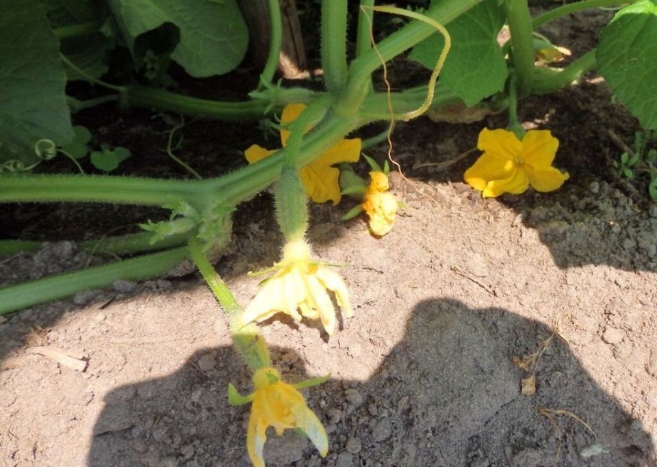 ������ ������ ������� ������� � ��� ��������� ������