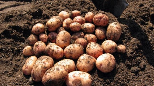 ��� ��������� ������ �������� � ������ ����: ������� ������������ ������