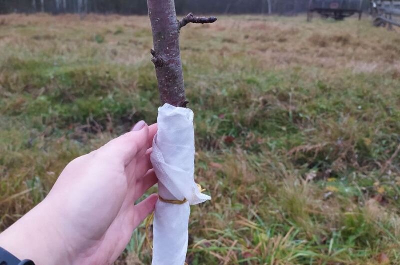 Что нужно сделать в саду в ноябре: полезные советы