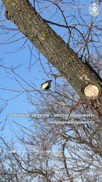 #мояРодинаКалмыкия. Синицы играют важную роль в экосистеме, помогая уничтожать вредителей, особенно в зимний период