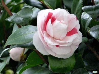 �������� �����������: ��� ���� ����������� ��� ���