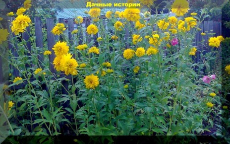 Как ухаживать за садом в августе: главные советы для дачников