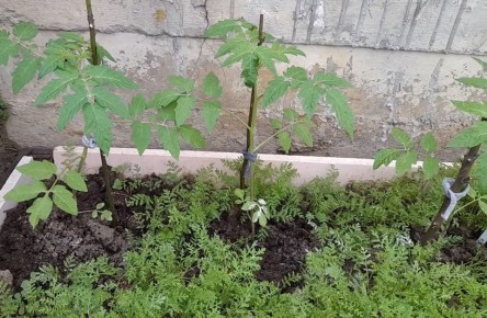 ������� �������� ������� �������: ������ ����� ������������ ��������