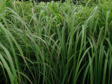 ������������ ������ ������ �� �������: ������ �������� ���������� ����� ������ ������������?