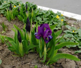 Как вернуть жизнь ирисам: весенний уход для цветущего сада