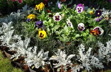 ����������� �����������: ����� ����� ����� �������� � ������ �������