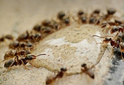 ����������� ������ ������ � ��������� � ����� ����