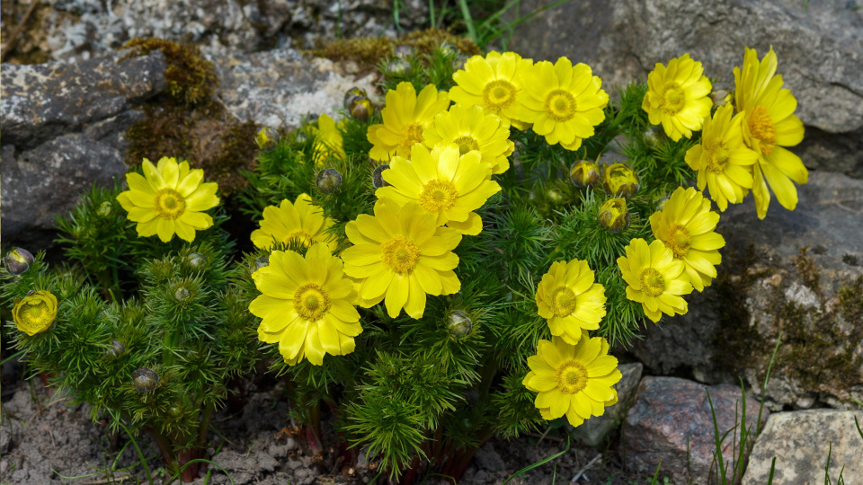 Адонис: сказочный цветок для вашего сада