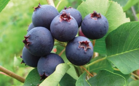 ����: �����, ������� ������� ��� ���