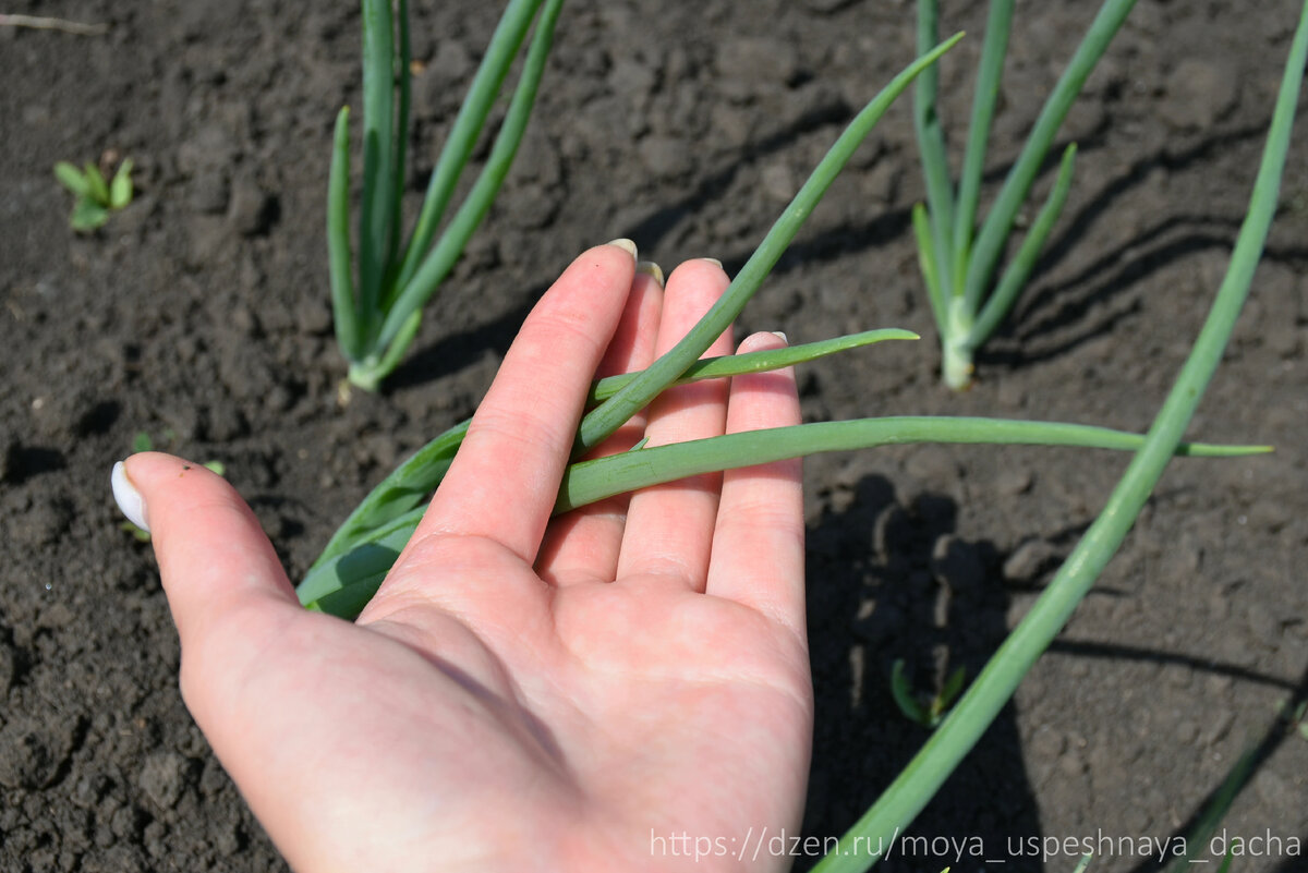 Как вернуть здоровье вашим луковым перьям: советы по уходу