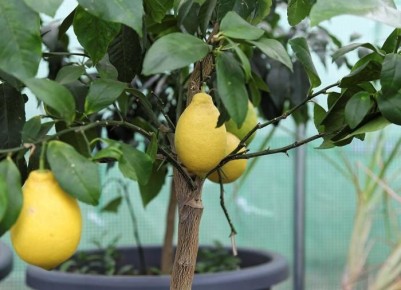 ��� ��������� �� �����������: ������ ��� ������� �������