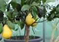 Как ухаживать за цитрусовыми: советы для зимнего периода