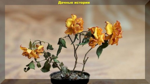 Капризные комнатные растения: кому не место в вашем доме