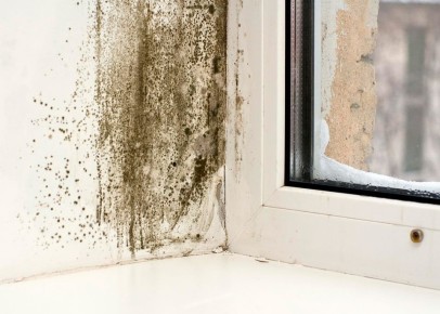 Плесень в доме: причины появления и опасности для здоровья