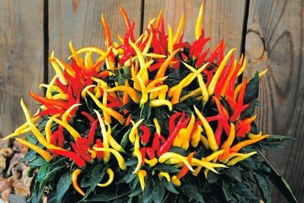 ��� ��������� ����� ������: ������� ��������� ����������