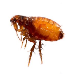 ��� ���������� �������� ���� � ����� ����