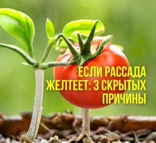 ������ � ������� ������� ������� ������: ����������� ������� � �� �����������