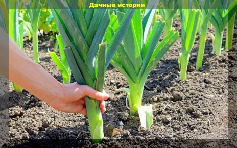 ��� ������� ��������� ���-�����: �������� ������ � ���������� �����