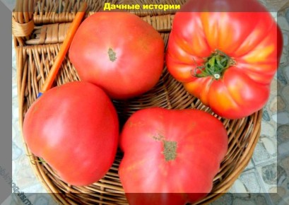 ��������-�������: ���-10 ������, ������� ������ �������