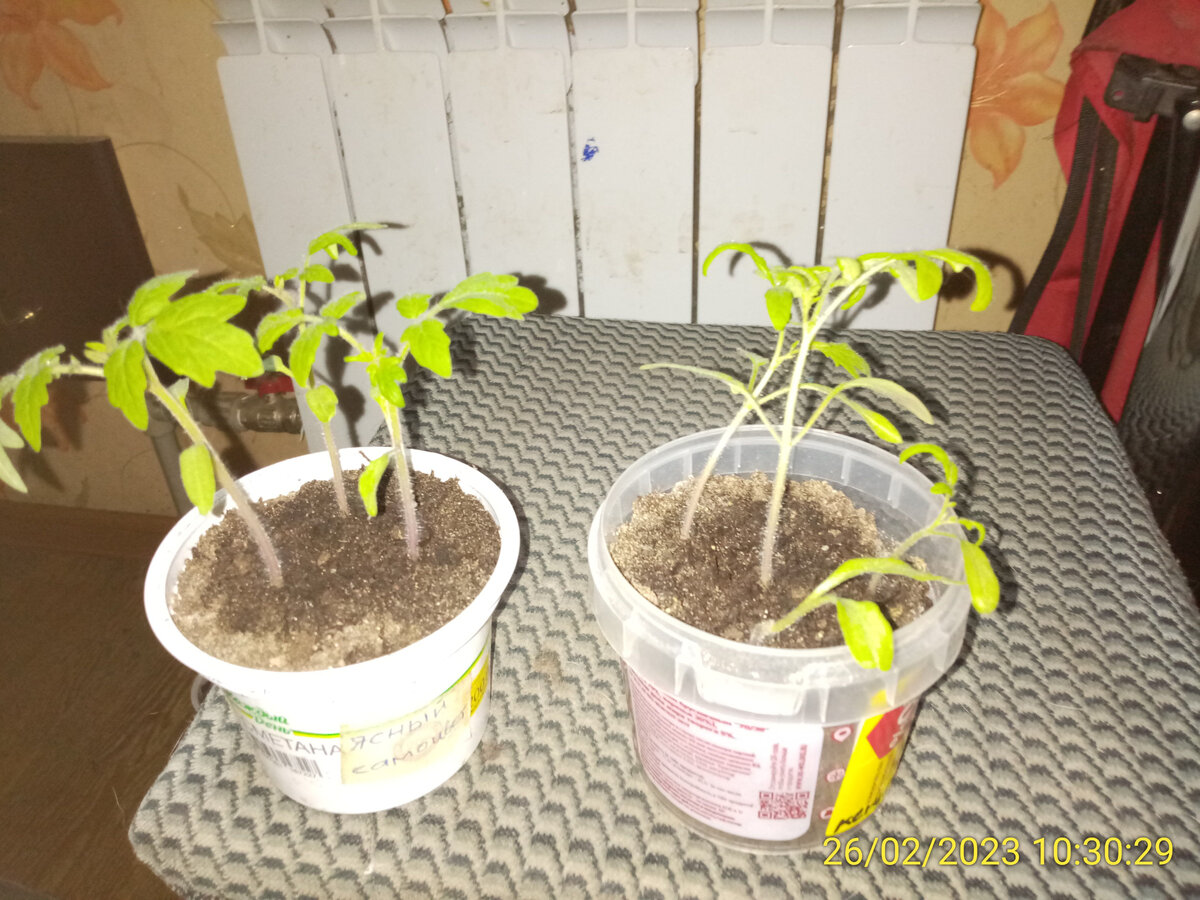 Пикировка томатов: зачем нужна и как провести правильно