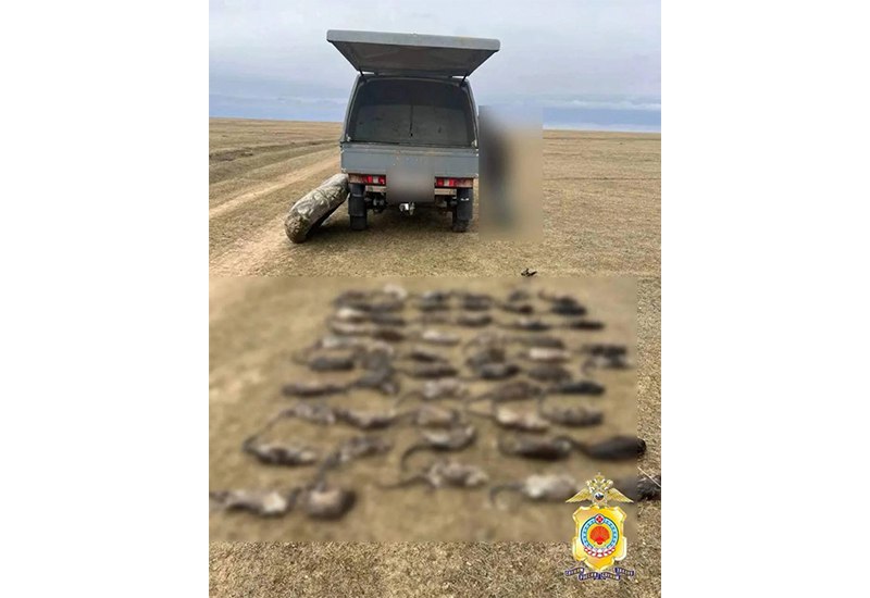 В Калмыкии в авто жителя Ставрополья нашли 55 особей незаконно добытой ондатры