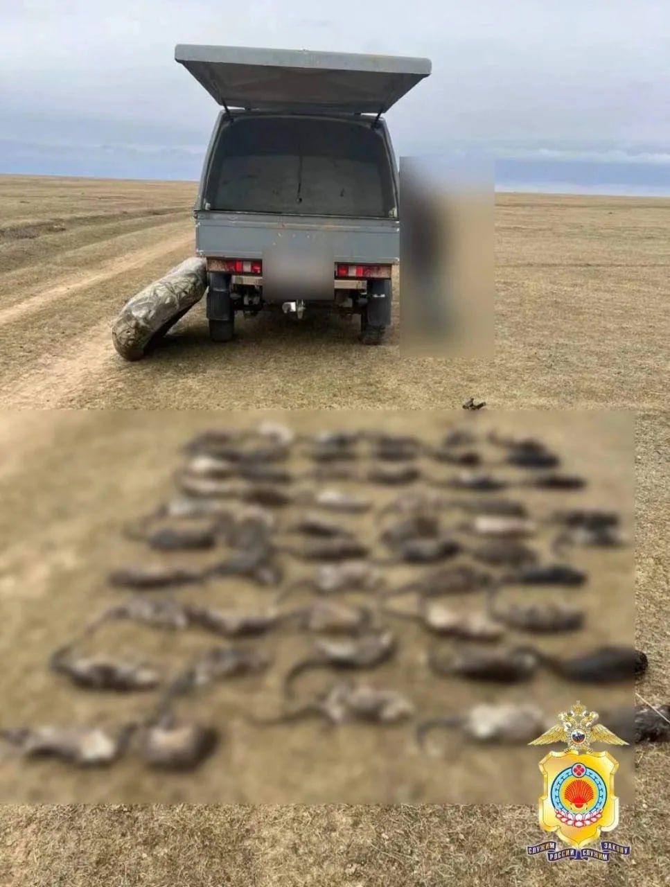 55 особей незаконно добытой ондатры обнаружены полицейскими Ики-Бурульского района в ходе рейдового мероприятия