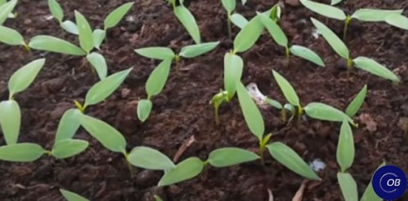 ������� ��������� ������ ����� �� ������� � �����