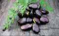 Уникальные русские черные бобы: история и польза для здоровья